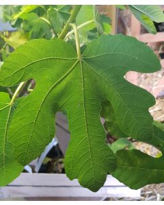 Ficus carica 'Violet de Malatrait' / Figuier Violet de Malatrait