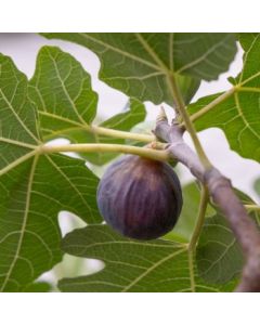 Ficus carica FIGNOMENAL® 'PT-DF-14'/ Figuier nain