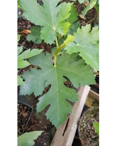 Ficus johannis subsp. afghanistanica / Figuier afghan