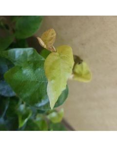 Ficus pumila / Figuier rampant