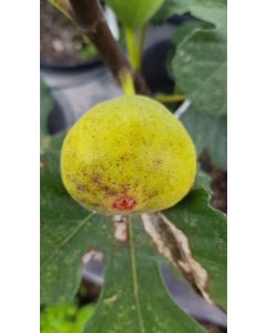 Ficus carica 'Lattay' / Figuier 'Lattay'