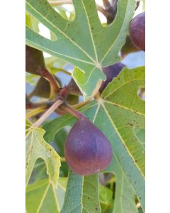 Ficus carica FIGALITY® 'Little Miss Figgy' / Figuier nain à fruit noir