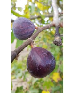 Ficus carica 'Noire de Bellone' / Figuier Noire de Bellone