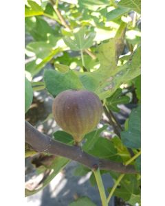 Ficus carica 'Grise de Tarascon' / Figuier Violette Dauphine