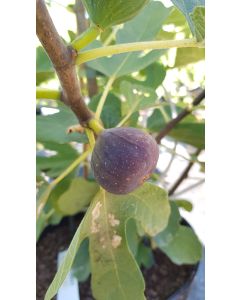 Ficus carica 'Castle Kennedy' / Figuier 'Brunswick'