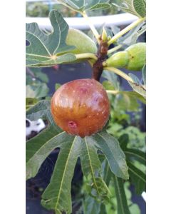 Ficus carica 'Précoce de Dalmatie' / Figuier 'Précoce de Dalmatie'
