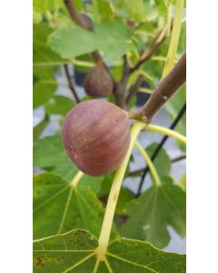 Ficus carica 'Pastiliere' / Figuier Pastiliere