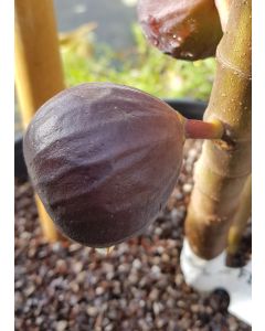 Ficus carica 'Violette Normande' / Figuier 'Violette Normande'
