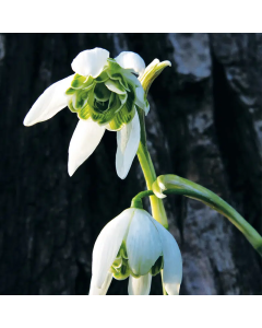 Galanthus nivalis f.pleniflorus 'Flore Pleno' (Multi-bulbe) / Perce-neige à fleur double naturalisable