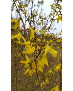 Forsythia x intermedia 'Lynwood gold' / Mimosa de Paris