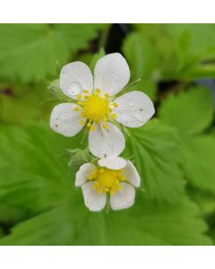 Fragaria x ananassa PINEBERRY 'White Dream' / Fraisier ananas