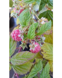 Rubus idaeus 'Versailles' / Framboisier 'Versailles' (Remontant)