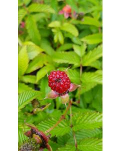 Rubus illecebrosus / Framboisier fraise (Non remontant)