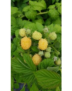 Rubus idaeus 'Promyk' / Framboisier 'Promyk' (Remontant)