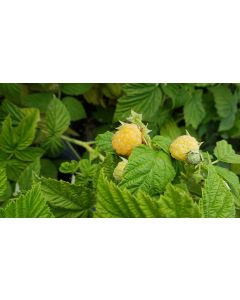 Rubus idaeus 'Fall Gold' / Framboisier 'Fall Gold' (Non remontant)