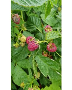 Rubus idaeus 'Heritage' / Framboisier 'Heritage' (Remontant)