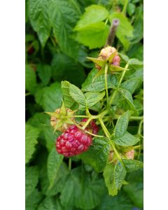 Rubus idaeus 'Tulameen' / Framboisier 'Tulameen' (Non remontant)