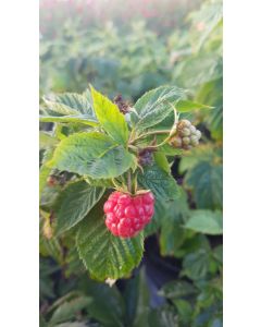 Rubus idaeus Frambélise® / Framboisier Frambélise®' (Remontant)