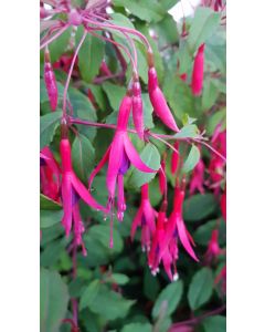 Fuchsia magellanica 'Riccartonii' / Fuchsia de Magellan