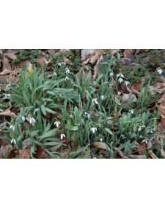 Galanthus elwesii (Multi-bulbe) / Perce-neige d'Elwes naturalisable