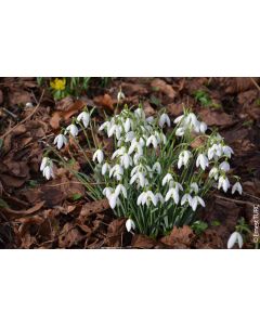 Galanthus nivalis (Multi-bulbe) / Perce-neige naturalisable