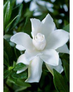 Gardenia x Celestial Star® 'PS-2013-4' / Gardenia rustique à fleurs doubles