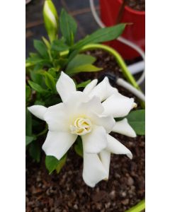 Gardenia x Celestial Star® 'PS-2013-4' / Gardenia rustique à fleurs doubles