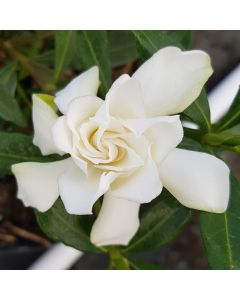 Gardenia jasminoides 'Perfumed Petticoats' / Gardenia rustique à fleurs doubles