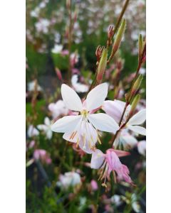 Gaura lindheimeri / Gaura blanche