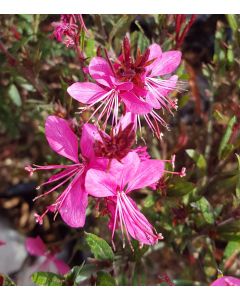 Gaura lindheimeri 'Red Color' / Gaura rouge