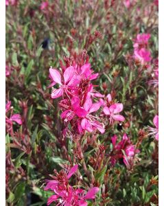 Gaura lindheimeri 'Rose Compact' / Gaura rose