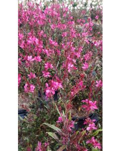 Gaura lindheimeri SEL® BELLEZA DARK PINK / Gaura compacte rose