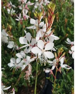 Gaura lindheimeri SEL® BELLEZA WHITE / Gaura compacte blanche