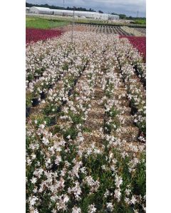 Gaura lindheimeri SEL® BELLEZA EARLY WHITE / Gaura compacte blanche