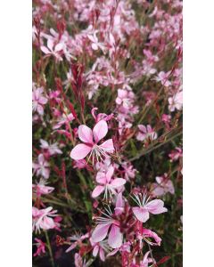 Gaura lindheimeri 'Siskiyou Pink' / Gaura rose