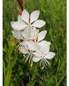 Gaura lindheimeri 'Whirling Butterflies' / Gaura blanche