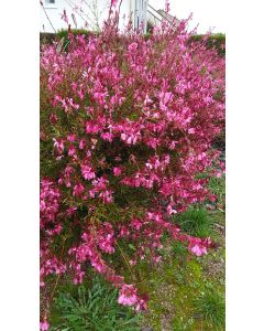 Gaura lindheimeri 'Siskiyou Red' / Gaura rose