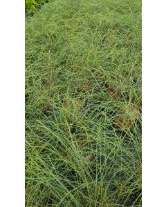 Genista lydia / Genêt de Lydie