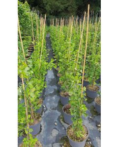 Ginkgo biloba 'Blagon' / Arbre aux quarante écus