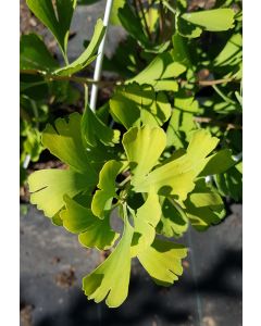 Ginkgo biloba 'Fairmount' / Arbre aux quarante écus