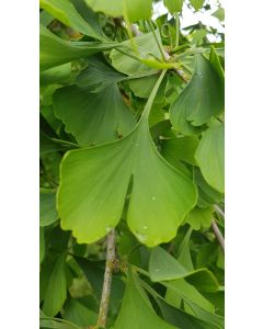 Ginkgo biloba (De Semis) / Arbre aux quarante écus