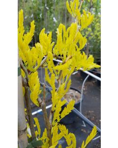 Gleditsia triacanthos f.inermis 'Sunburst' / Févier d'Amérique sans épines
