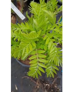 Gleditsia triacanthos f.inermis 'Skyline' / Févier d'Amérique sans épines