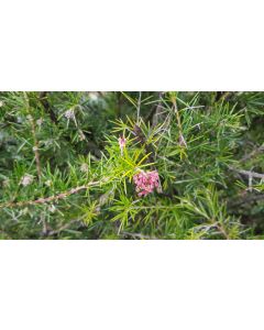 Grevillea 'Canberra Gem' / Grévillée à feuilles de genévrier