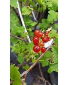 Ribes rubrum 'London Market' / Groseillier à grappes rouge