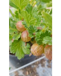 Ribes uva crispa 'Hinnonmaki Red' / Groseillier à maquereau rouge