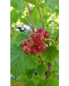 Ribes rubrum 'Red Lake' / Groseillier à grappes 'Red Lake'