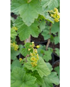 Ribes rubrum 'Rovada' / Groseillier à grappes rouges