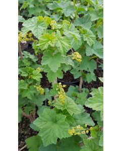 Ribes rubrum 'Junifer' / Groseillier à grappes 'Junifer'