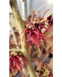 Hamamelis x intermedia 'Diane' / Noisetier de sorcière